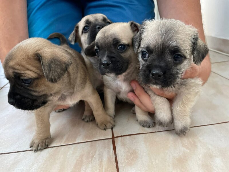 Catelusi adorabili de vanzare.