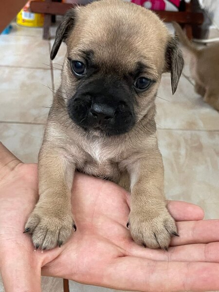 Catelusi adorabili de vanzare.