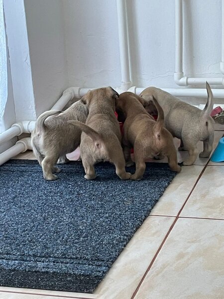 Catelusi adorabili de vanzare.