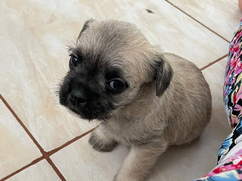 Catelusi adorabili de vanzare.
