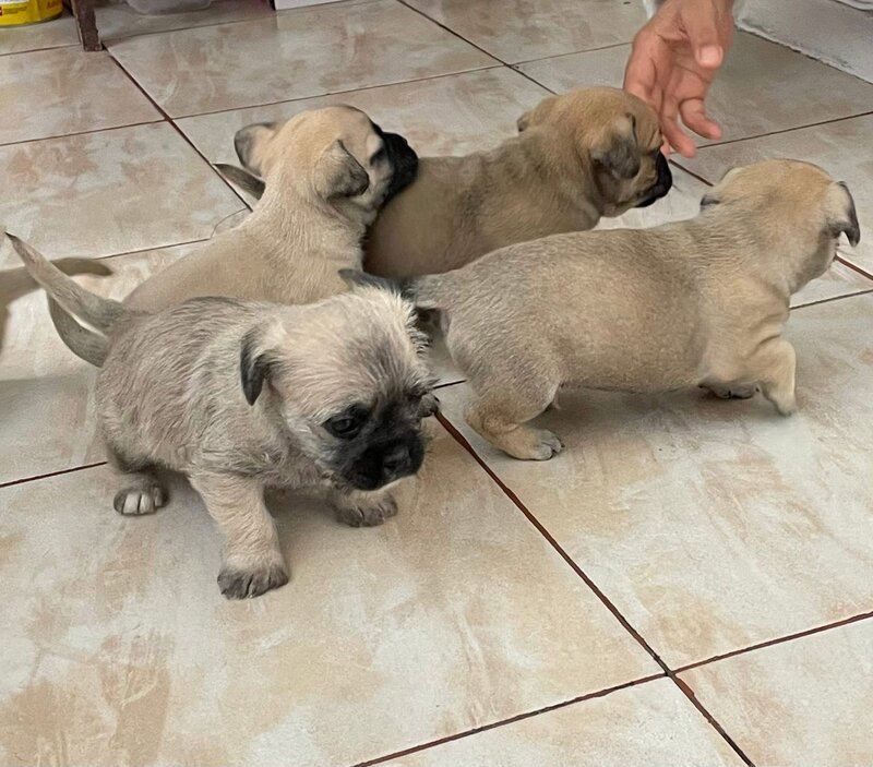 Catelusi adorabili de vanzare.