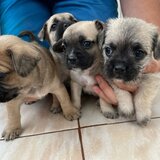 Catelusi adorabili de vanzare